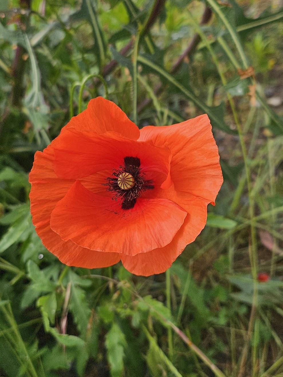 poppy
